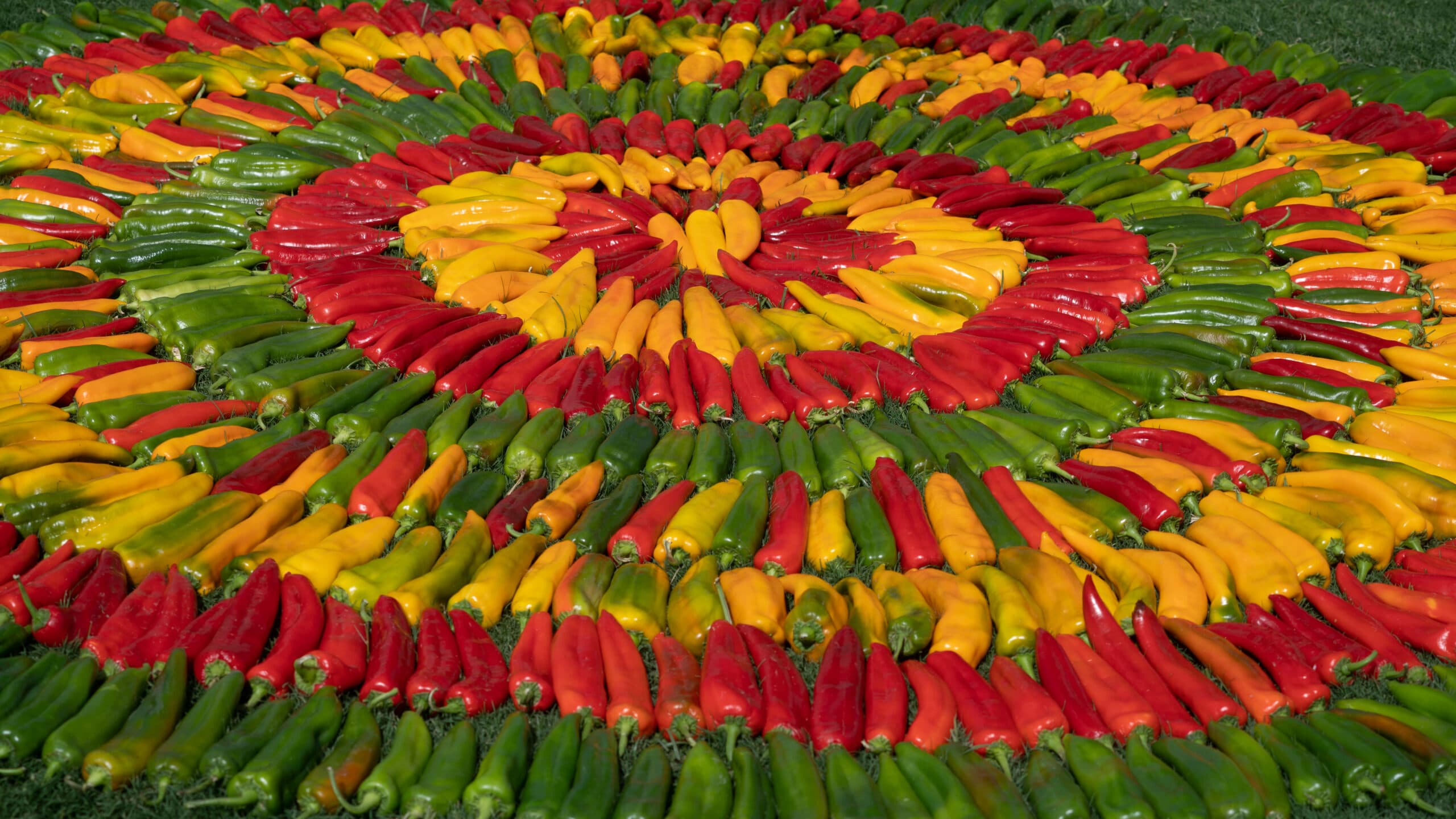AnaheimFlowerArt-8-scaled.jpg