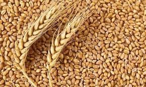 wheat.jpeg