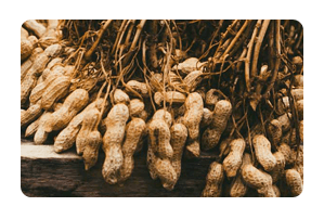 Ground Nut Seeds